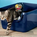 آموزش دستشویی به گربه