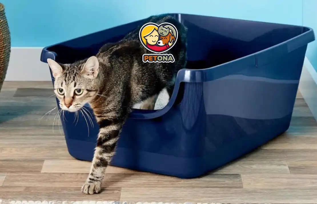 آموزش دستشویی به گربه