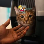 حمل سگ و گربه با هواپیما