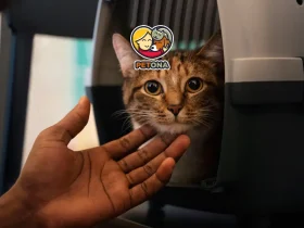 حمل سگ و گربه با هواپیما