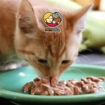 غذای مرطوب گربه