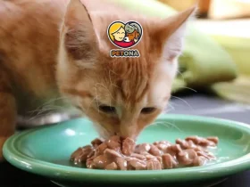 غذای مرطوب گربه