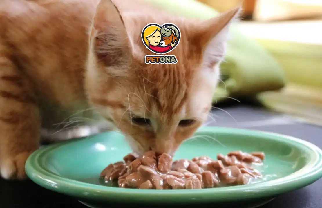 غذای مرطوب گربه