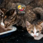 کدام نژاد گربه بیشترین طول عمر را دارد