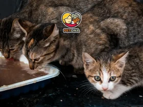 کدام نژاد گربه بیشترین طول عمر را دارد