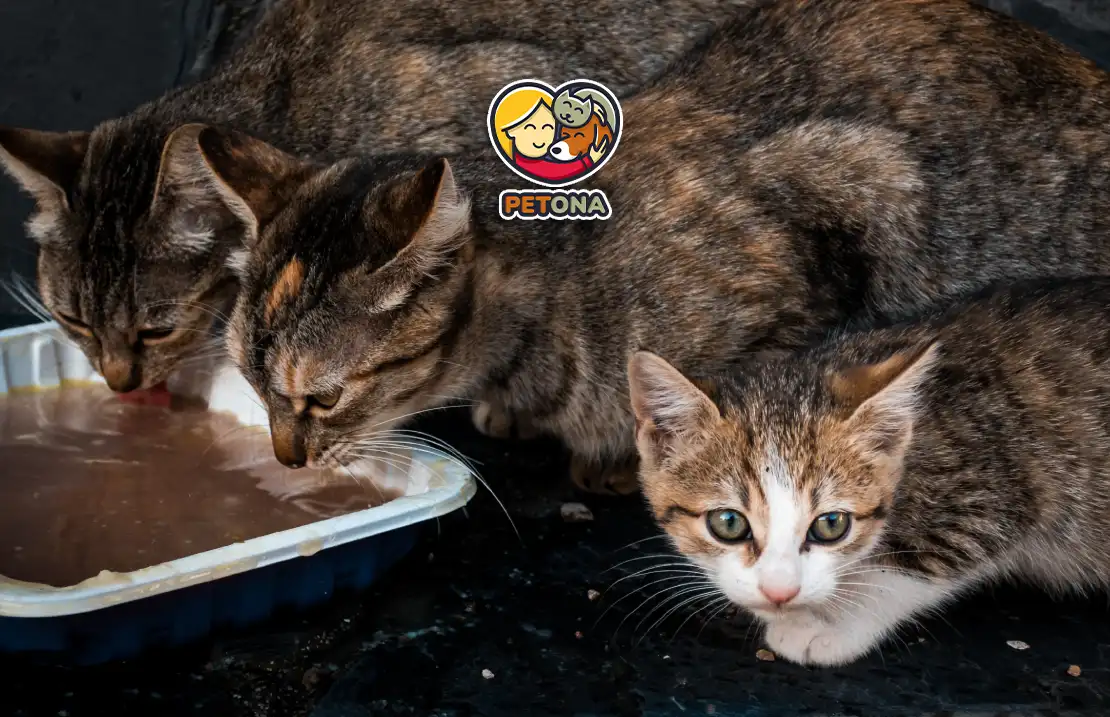 کدام نژاد گربه بیشترین طول عمر را دارد