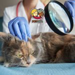 علت بیماری پوستی گربه چیست؟