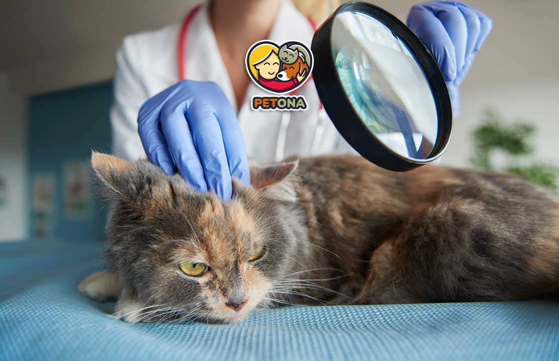 علت بیماری پوستی گربه چیست؟