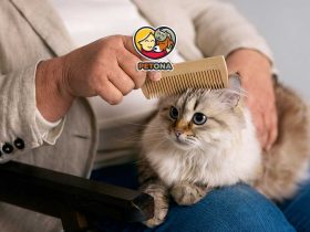 ۷ علت اصلی ریزش موی گربه