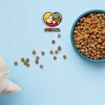 راهنمای انتخاب بهترین غذای خشک گربه