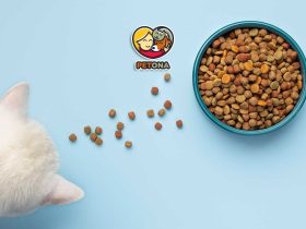 راهنمای انتخاب بهترین غذای خشک گربه