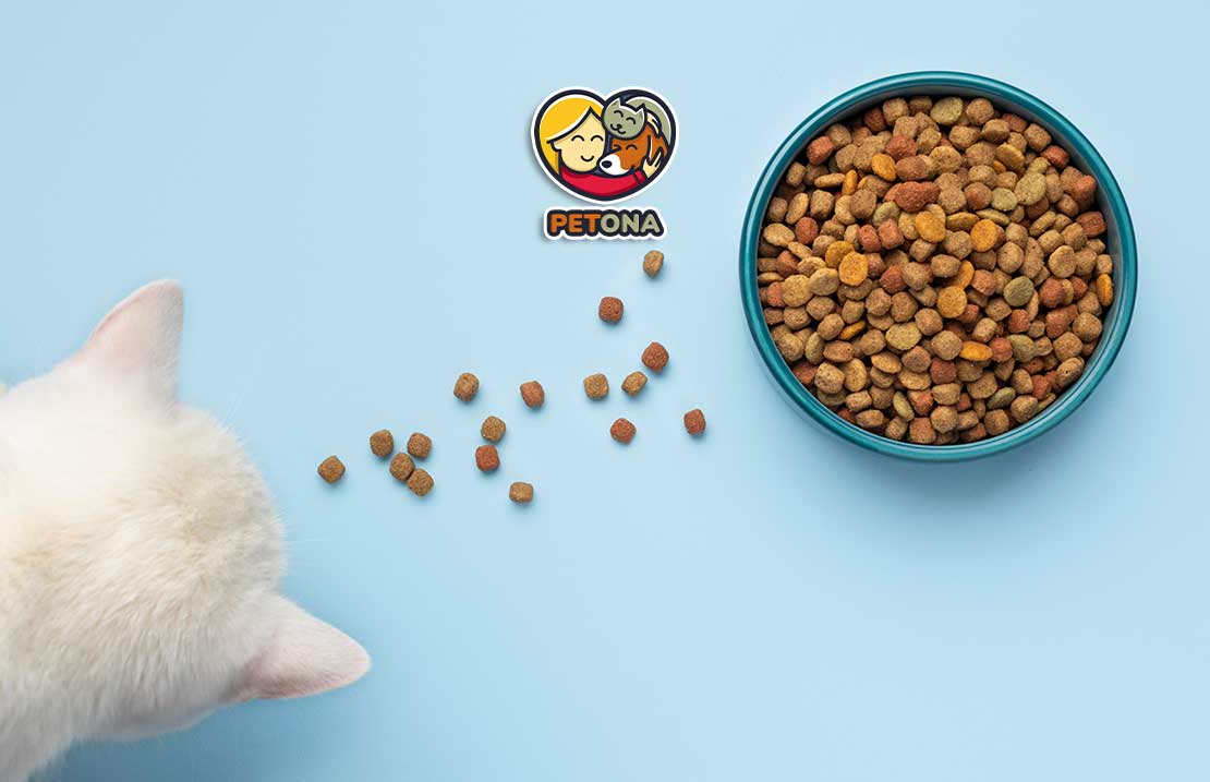 راهنمای انتخاب بهترین غذای خشک گربه