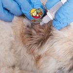 چگونه شپش سگ را شناسایی و درمان کنیم؟