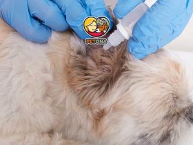 چگونه شپش سگ را شناسایی و درمان کنیم؟