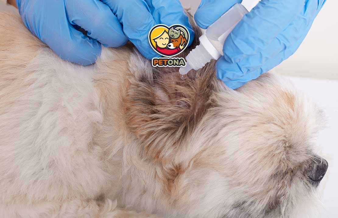 چگونه شپش سگ را شناسایی و درمان کنیم؟