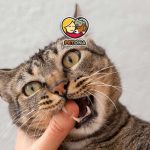 علت بوی بد دهان گربه چیست؟