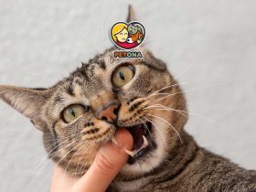 علت بوی بد دهان گربه چیست؟