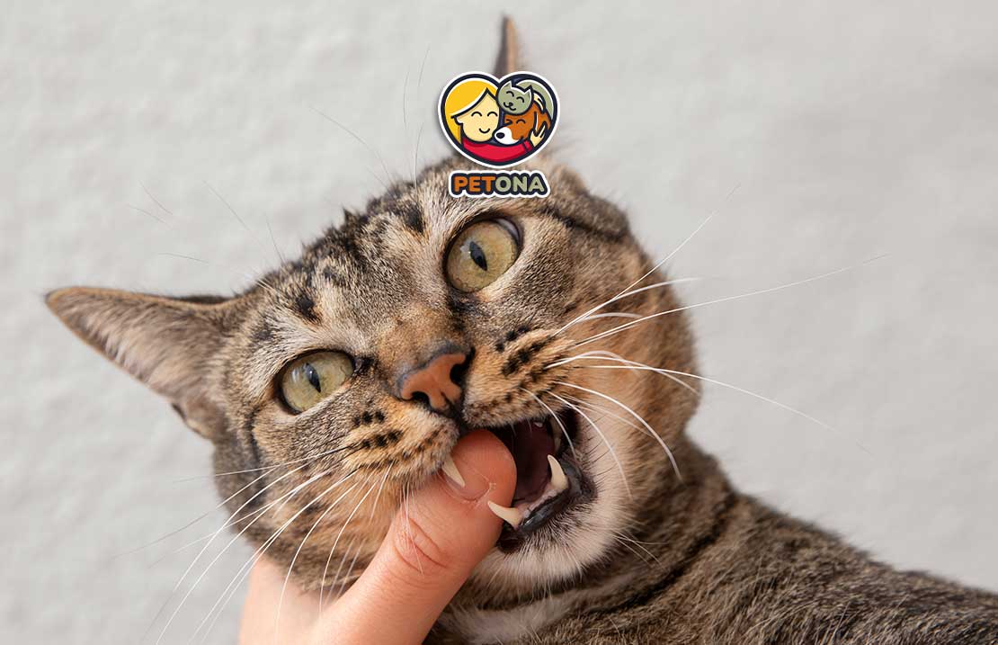 علت بوی بد دهان گربه چیست؟