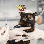 دیابت در گربه‌ها چیست؟ علل، علائم، تشخیص و درمان