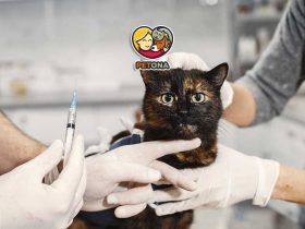 دیابت در گربه‌ها چیست؟ علل، علائم، تشخیص و درمان