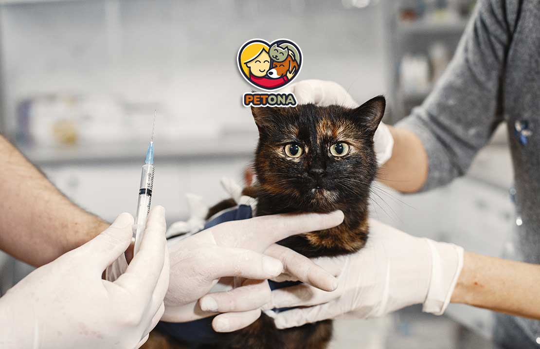 دیابت در گربه‌ها چیست؟ علل، علائم، تشخیص و درمان