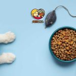 راهنمای تغذیه و کنترل وزن گربه عقیم‌شده