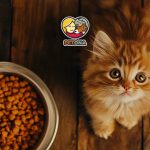 مقدار غذای بچه گربه در روز چقدر باید باشد؟