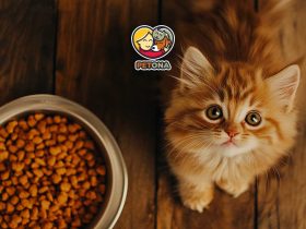 مقدار غذای بچه گربه در روز چقدر باید باشد؟