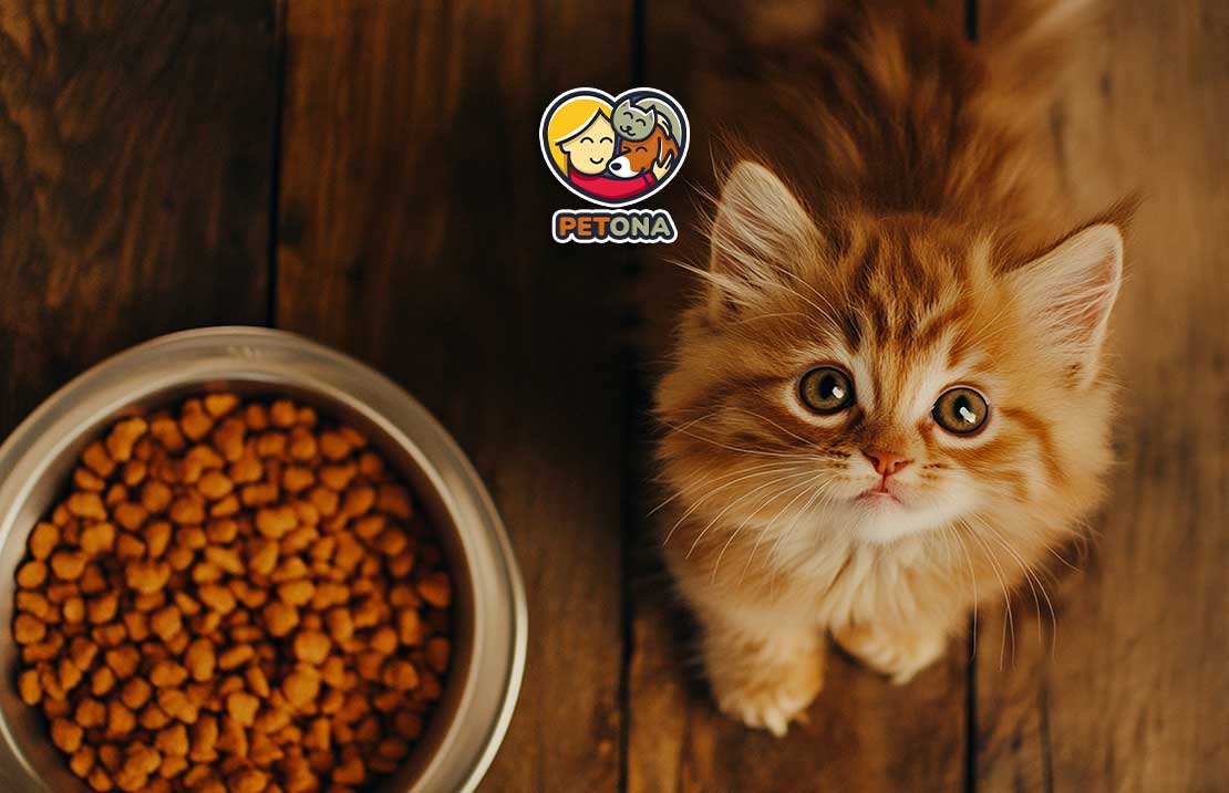 مقدار غذای بچه گربه در روز چقدر باید باشد؟