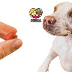 چطور به راحتی و بدون استرس به سگ و گربه خود دارو بدهیم؟