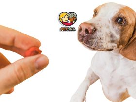 چطور به راحتی و بدون استرس به سگ و گربه خود دارو بدهیم؟