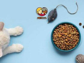 راهنمای تغذیه و کنترل وزن گربه عقیم‌شده