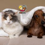 راهنمای کامل سازگاری و همزیستی سگ و گربه