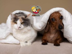 راهنمای کامل سازگاری و همزیستی سگ و گربه