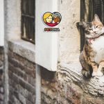 به گربه خیابانی غذا چی بدیم؟