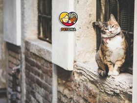 به گربه خیابانی غذا چی بدیم؟