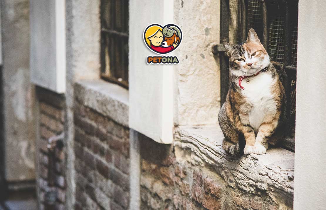 به گربه خیابانی غذا چی بدیم؟