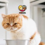 علت چاقی گربه چیست و چگونه وزن گربه خانگی را اصولی کم کنیم؟