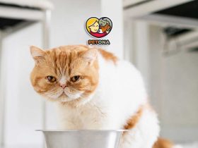 علت چاقی گربه چیست و چگونه وزن گربه خانگی را اصولی کم کنیم؟