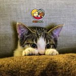 علائم استرس در گربه و روش‌های موثر کاهش اضطراب گربه‌ها