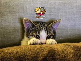 علائم استرس در گربه و روشهای موثر کاهش اضطراب گربهها