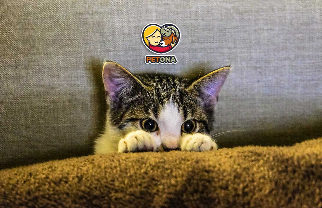 علائم استرس در گربه و روشهای موثر کاهش اضطراب گربهها