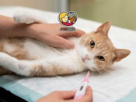 چرا گربهام اسهال یا استفراغ دارد؟