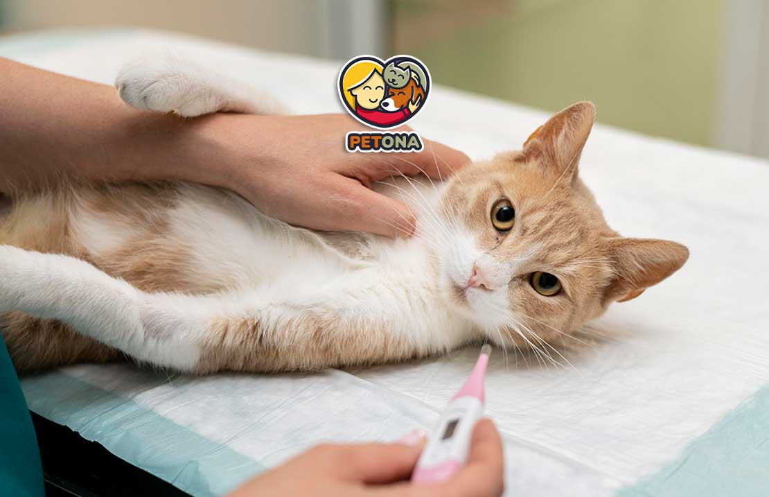 چرا گربه‌ام اسهال یا استفراغ دارد؟