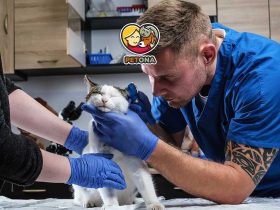 گلوله مویی در گربه چیست؟ علائم، علت، پیشگیری و درمان