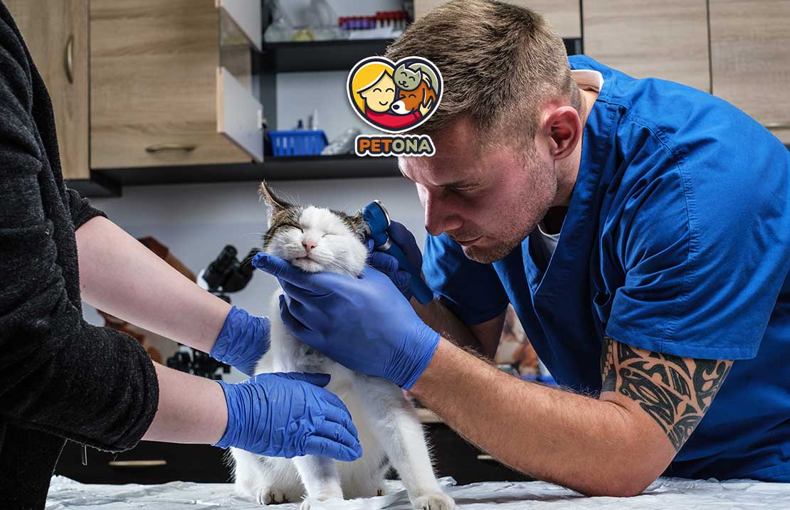 گلوله مویی در گربه چیست؟ علائم، علت، پیشگیری و درمان