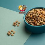 بهترین برند غذای گربه خارجی در سال ۲۰۲۴ کدام است؟