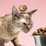 نکات مهم نگهداری غذای گربه