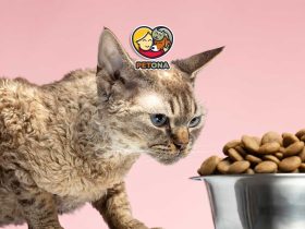 نکات مهم نگهداری غذای گربه