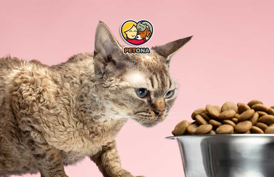 نکات مهم نگهداری غذای گربه